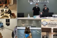 Best Vets in Dallas