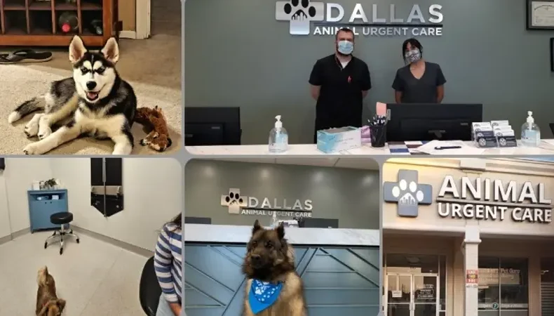 Best Vets in Dallas